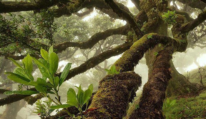 عکس های دیدنی عکاس هلندی ازجنگل های انبوه دنیا