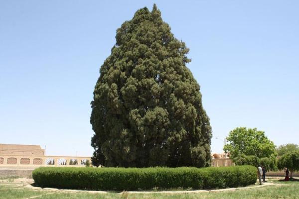 تلاش برای ثبت جهانی سرو ابرکوه تلاش برای ثبت جهانی سرو ابرکوه